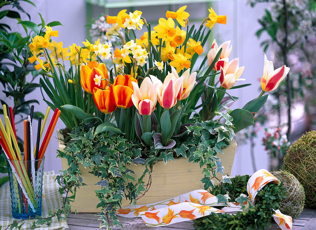 Tulipa 'Flair', 'The First', Narcissus 'Jetfire', 'Minnow'