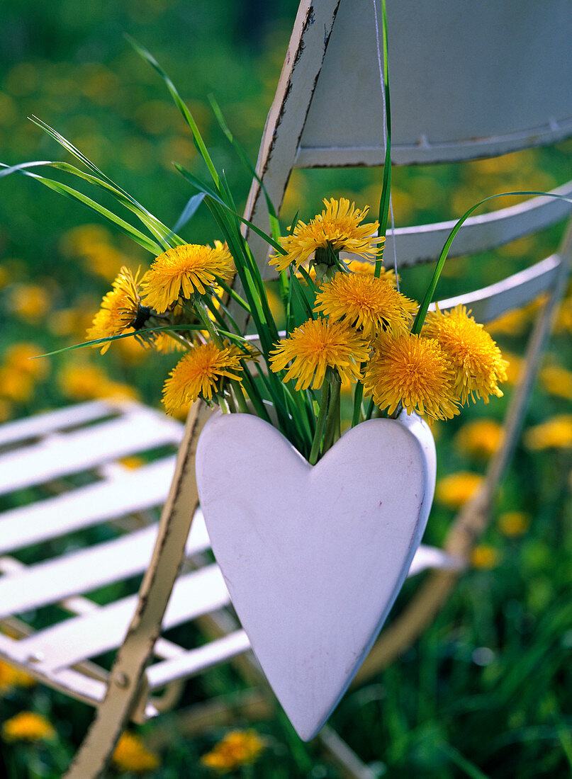 Taraxacum and grass in white heart vase hanged on chair back