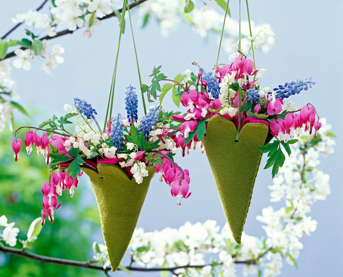 Dicentra (Tränendes Herz), Muscari (Traubenhyazinthen), Convallaria