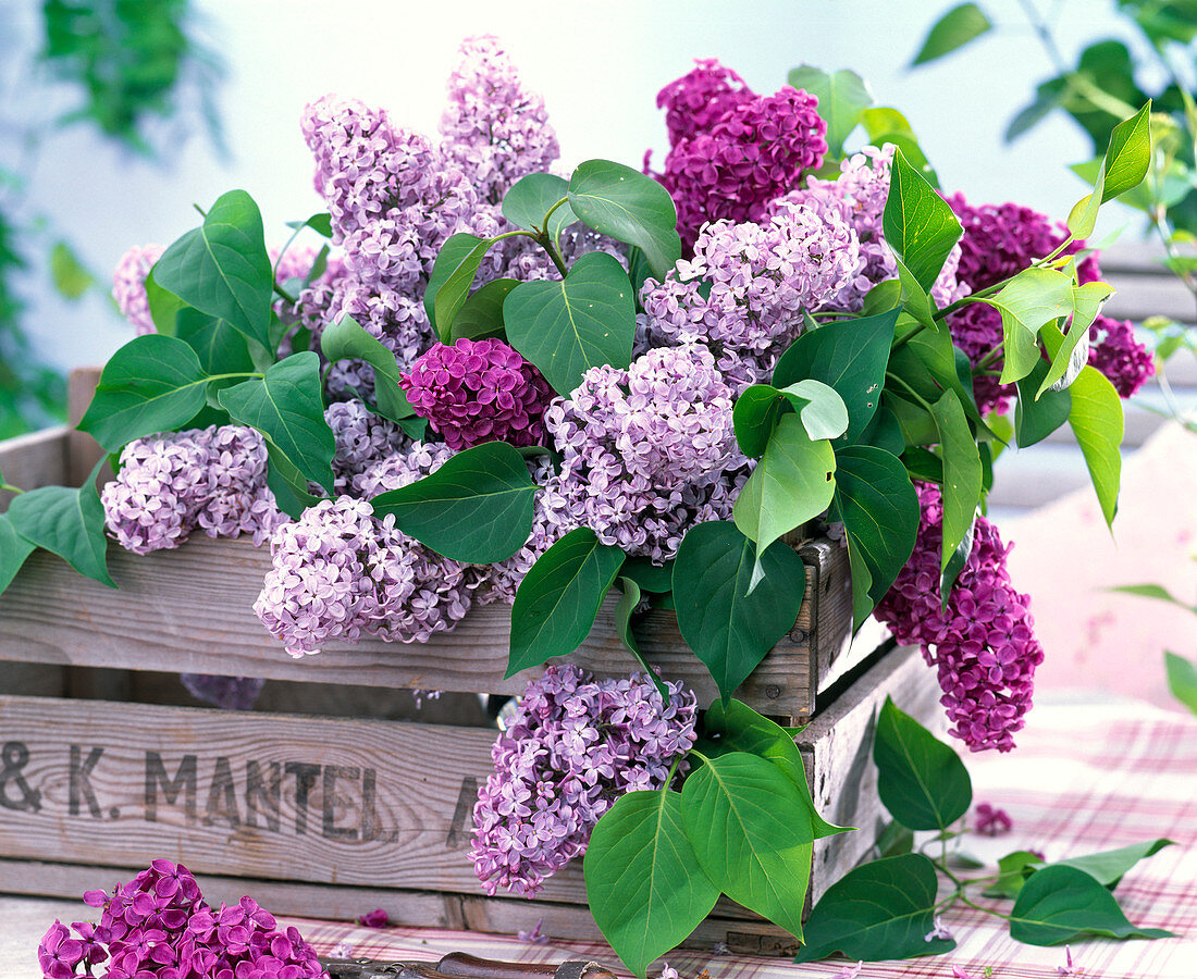 Purple syringa (lilac) in wooden wine box on table