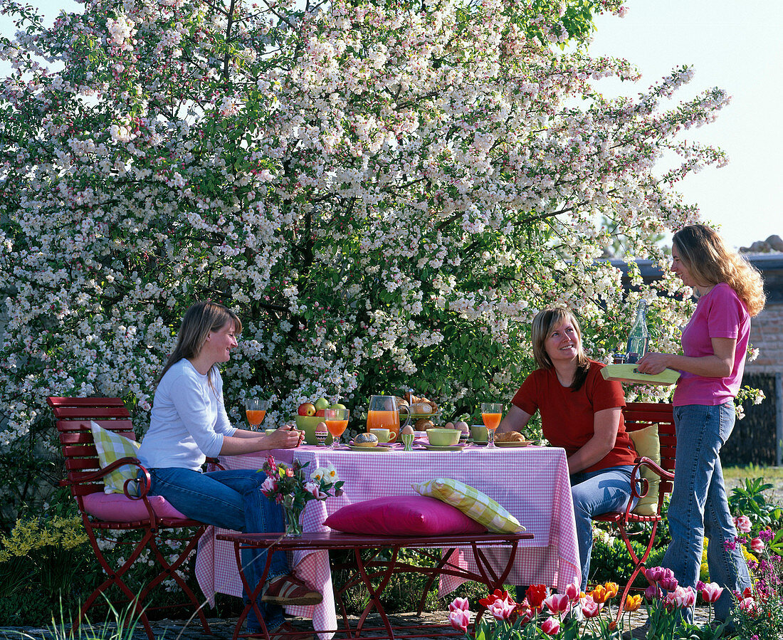 Breakfast in front of flowering Malus 'Evereste' (ornamental apple tree)