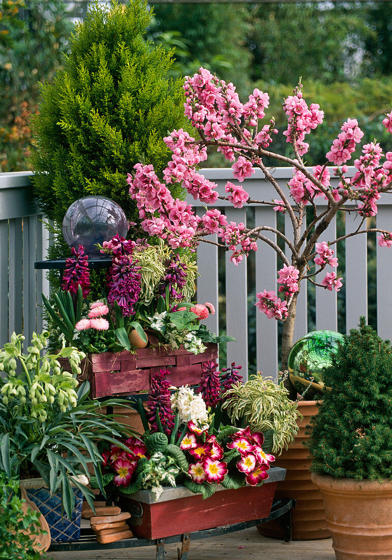 Prunus persica (peach tree), Hyacinthus (hyacinth), Erysimum