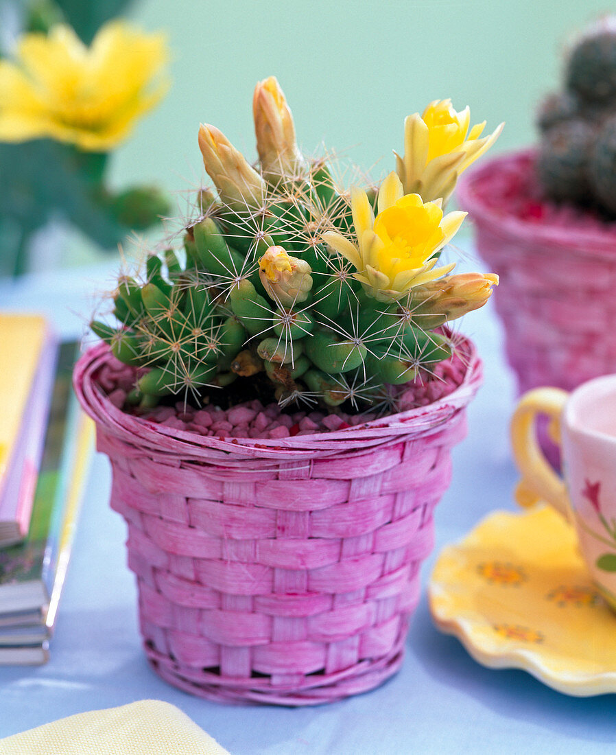 Dolichotele longimamma in pink basket