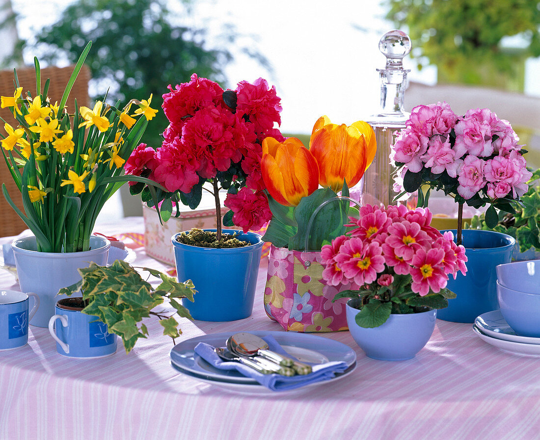 Narcissus, Azalea, Tulipa, Primula