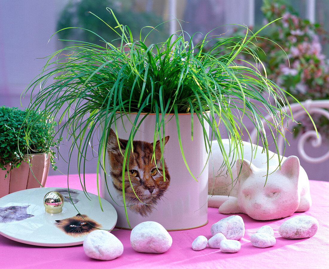 Carex montana in planter with cat motif