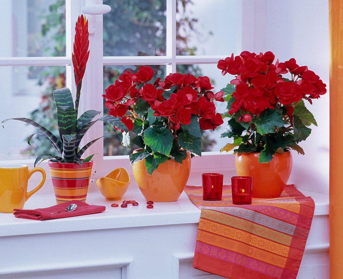 Vriesea in a striped pot, Begonia in orange planters