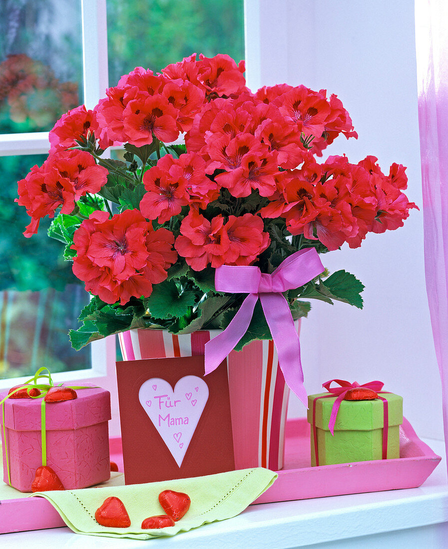 Pelargonium grandiflorum 'Muttertag' on the windowsill