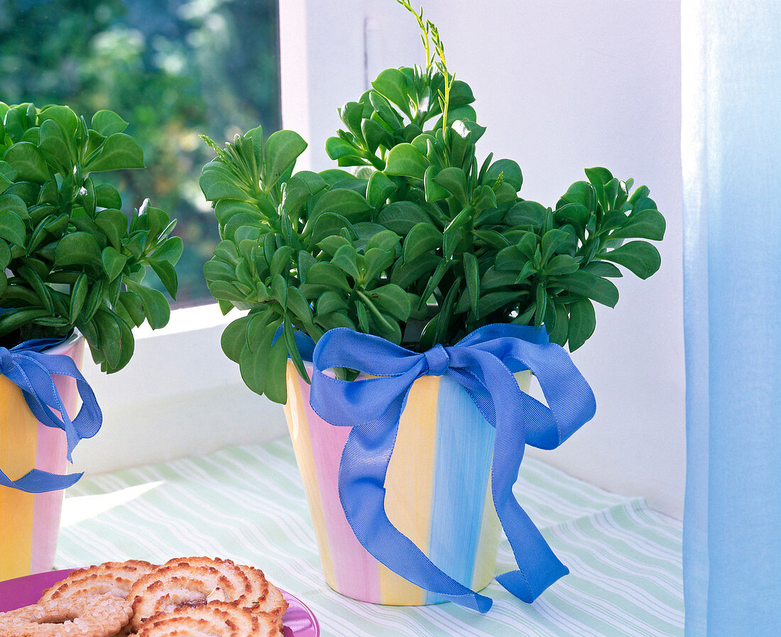 Peperomia dolabriformis (peperomie) in a striped pot