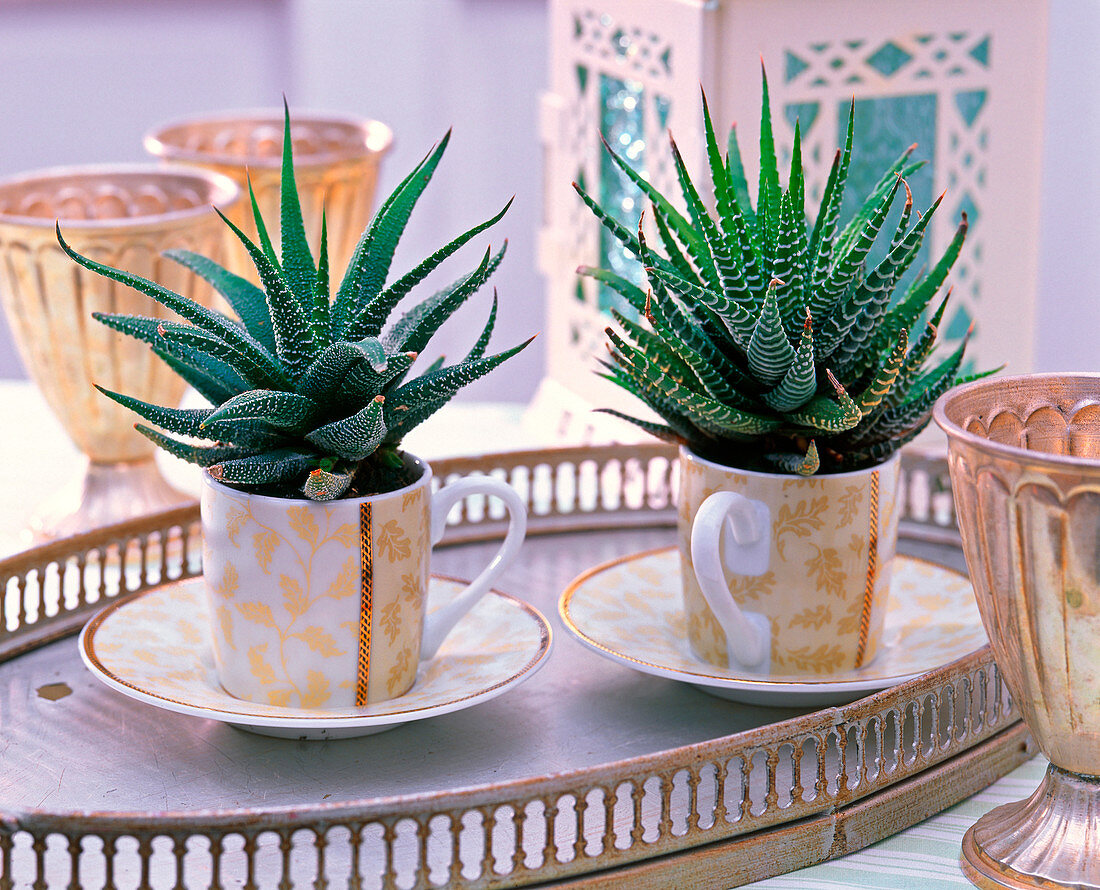 Shin Yong Metal: Aloe in espresso cups on metal tray, silver cups