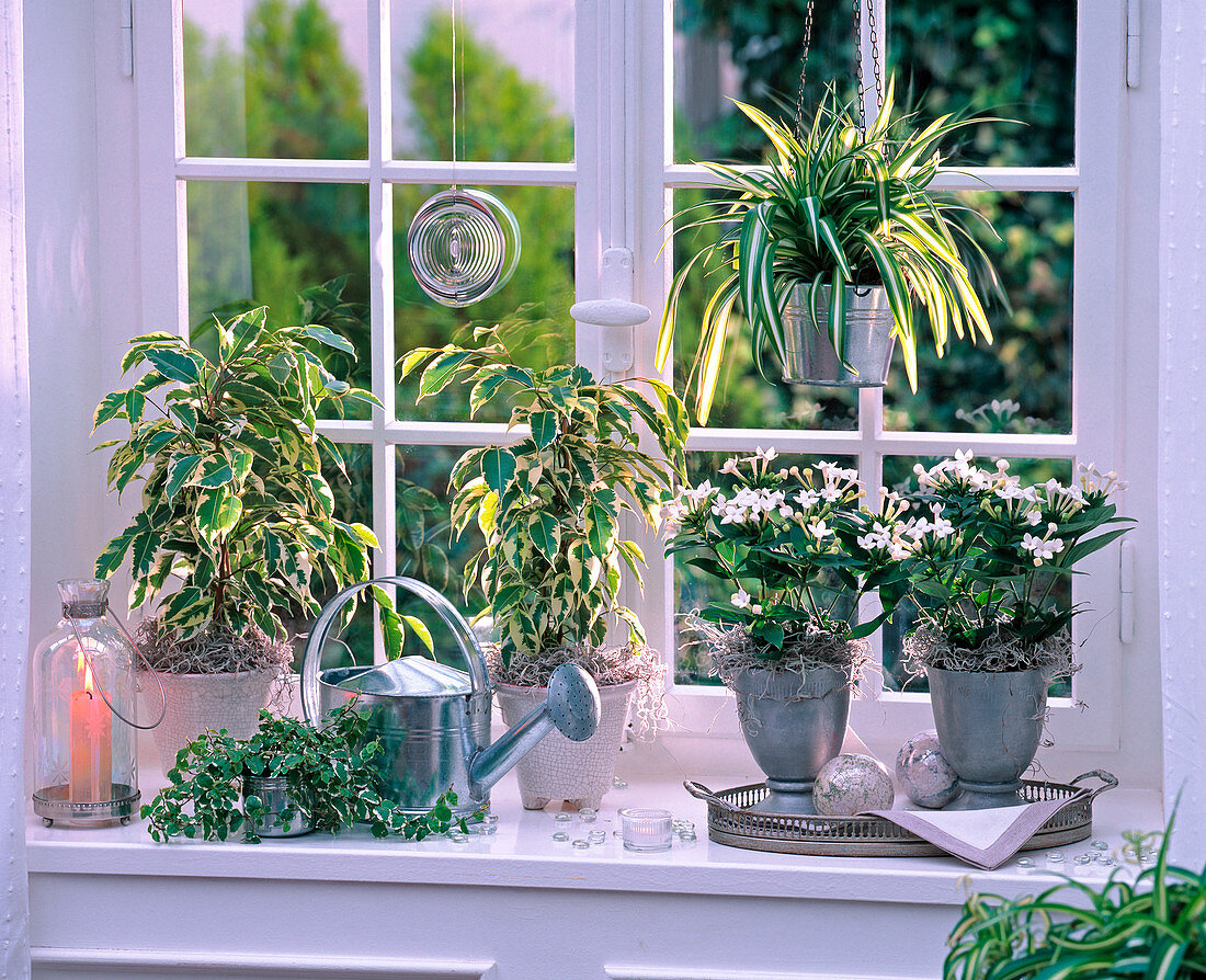 Shin Yong Metal: Ficus benjamina 'Starlight' (Benjamin) and pumila 'Sunny'.