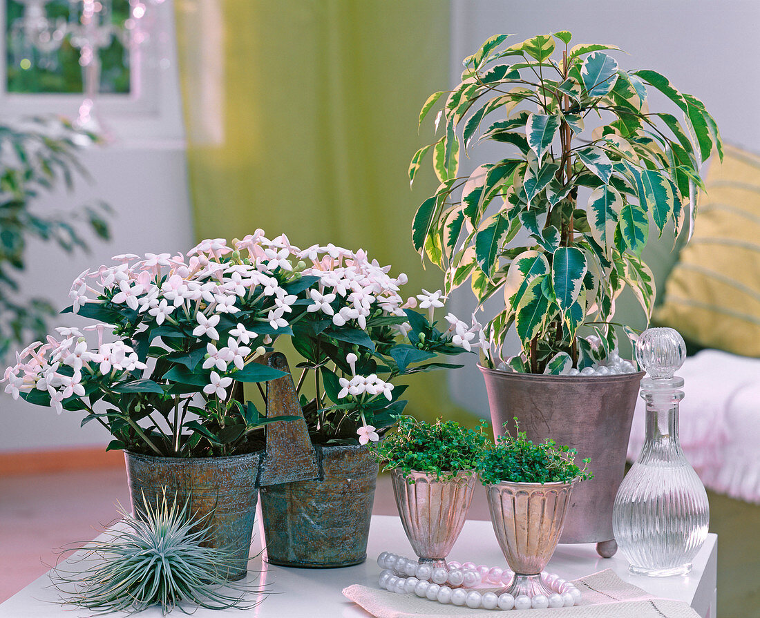 Shin Yong Metal: Stephanotis (wreath loop), Ficus 'Starlight' (Benjamin)