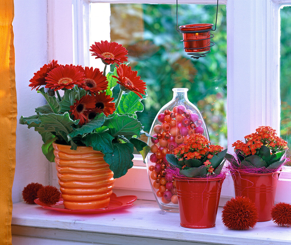 Shin Yong Feuer: Gerbera, Kalanchoe (Flammendes Käthchen) auf der Fensterbank