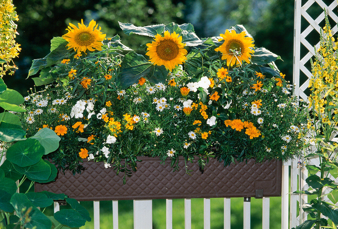 Helianthus (sunflower), Argyranthemum (marguerite), Tagetes