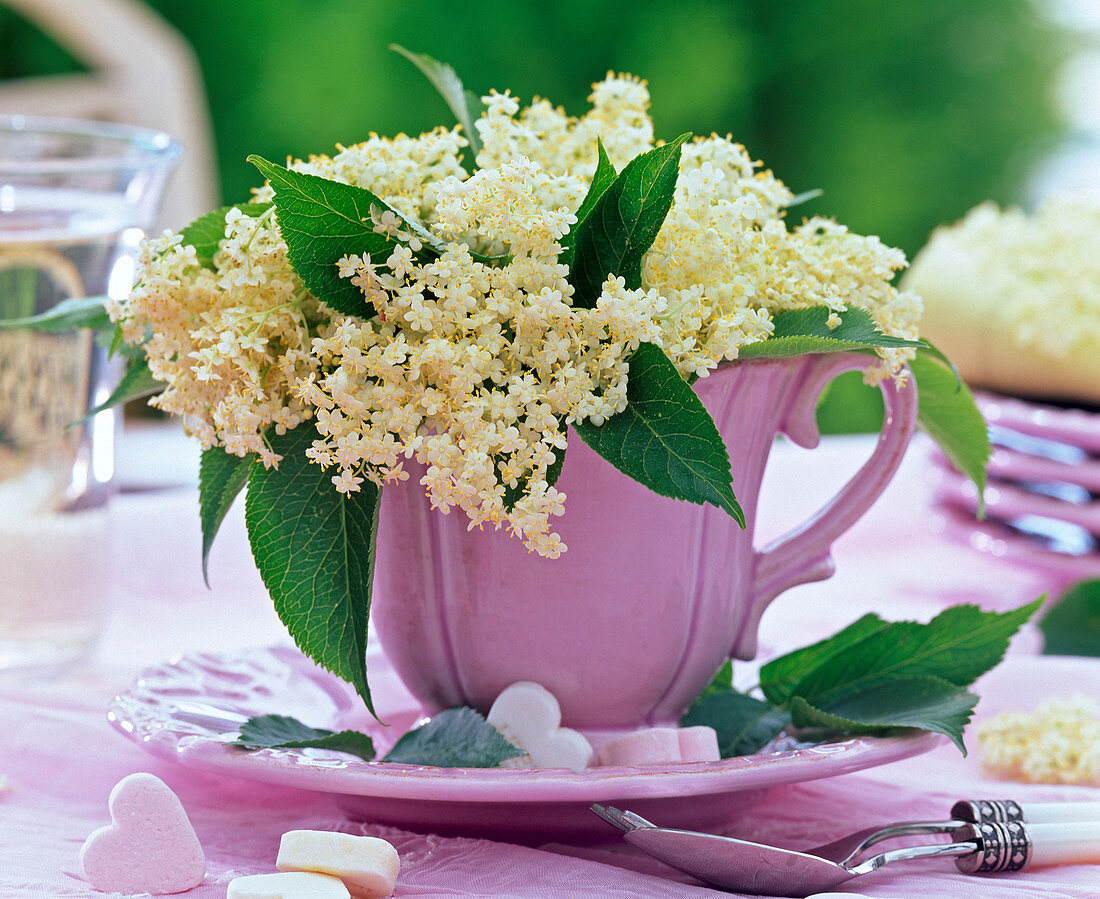 Blossoms of sambucus (elderberry) in pink coffee cup, sugar hearts