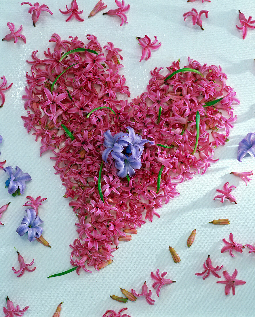 Herz aus Blüten von Hyacinthus (Hyazinthen) auf weißem Papier