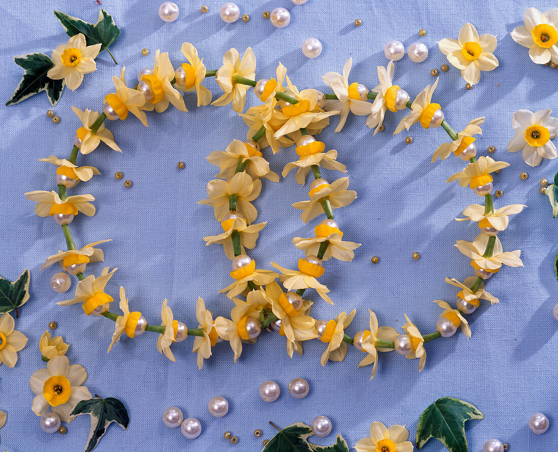 Two superimposed rings of Narcissus flowers (Narcissus)