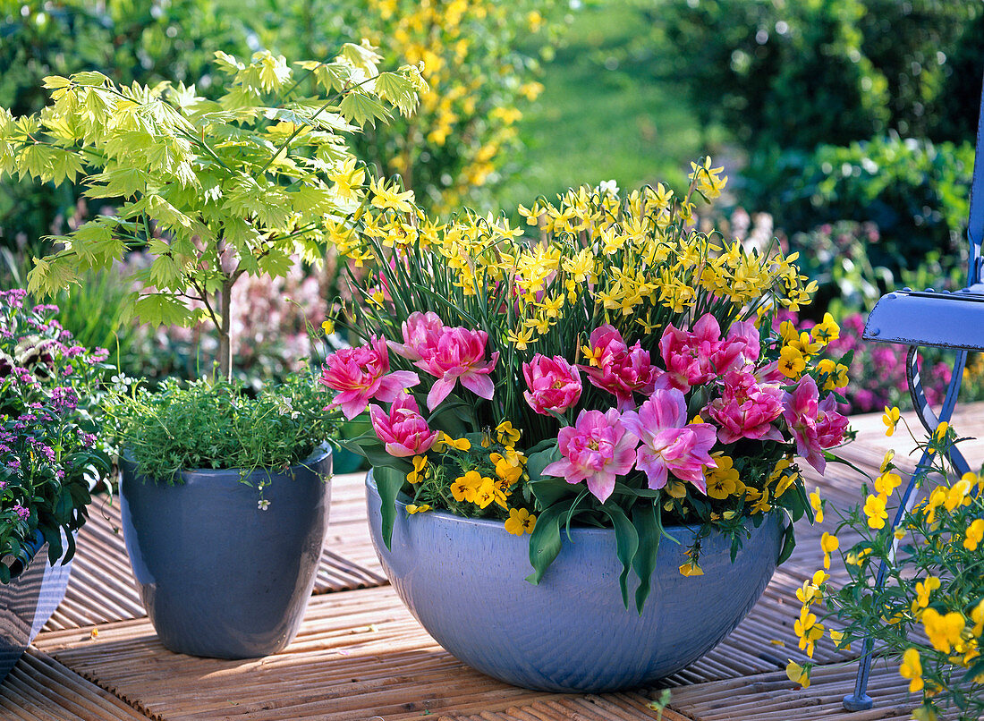 Bowl with Tulipa 'Peach Blossom' (tulips), Narcissus 'Hawera'.