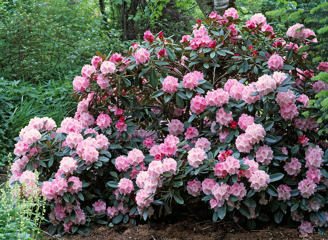 Rhododendron 'Tina Heinze'