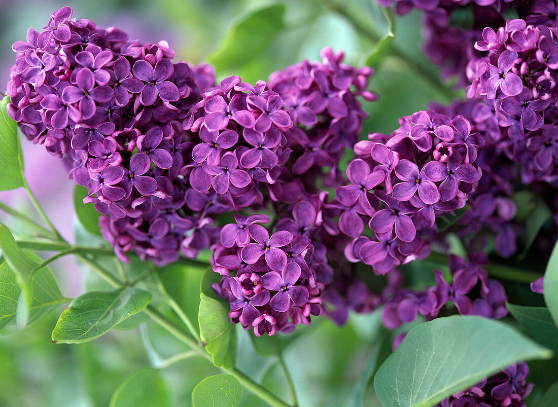 Flower panicle of Syringa vulgaris (Lilac)