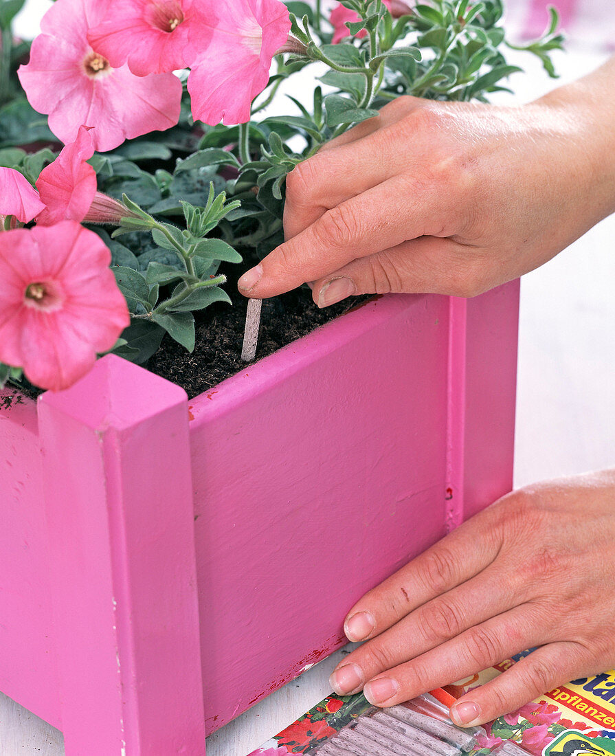 Push fertiliser sticks into pink box with Petunia (Petunia)