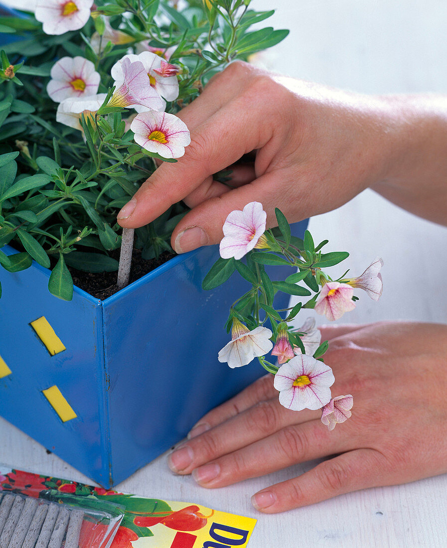 Düngerstäbchen in blauen Kasten mit Calibrachoa (Zauberglöckchen) drücken