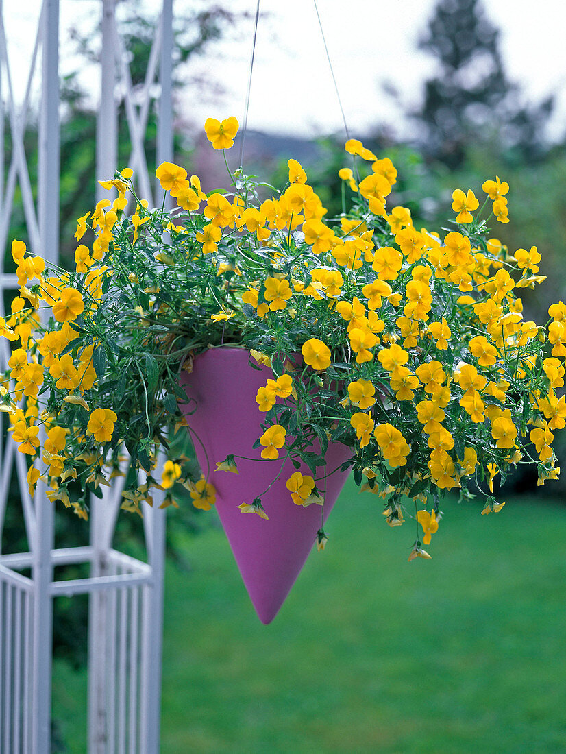 Viola cornuta (horn violet), yellow) in pink traffic light