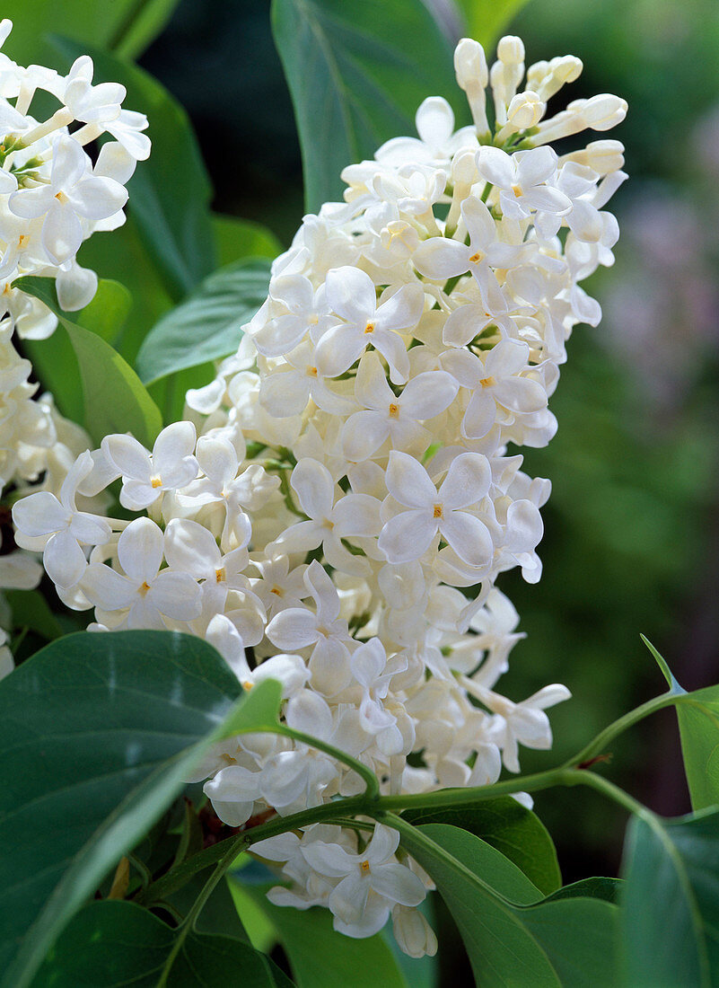 Blossom of Syringa vulgaris 'Mont Blanc' (lilac)