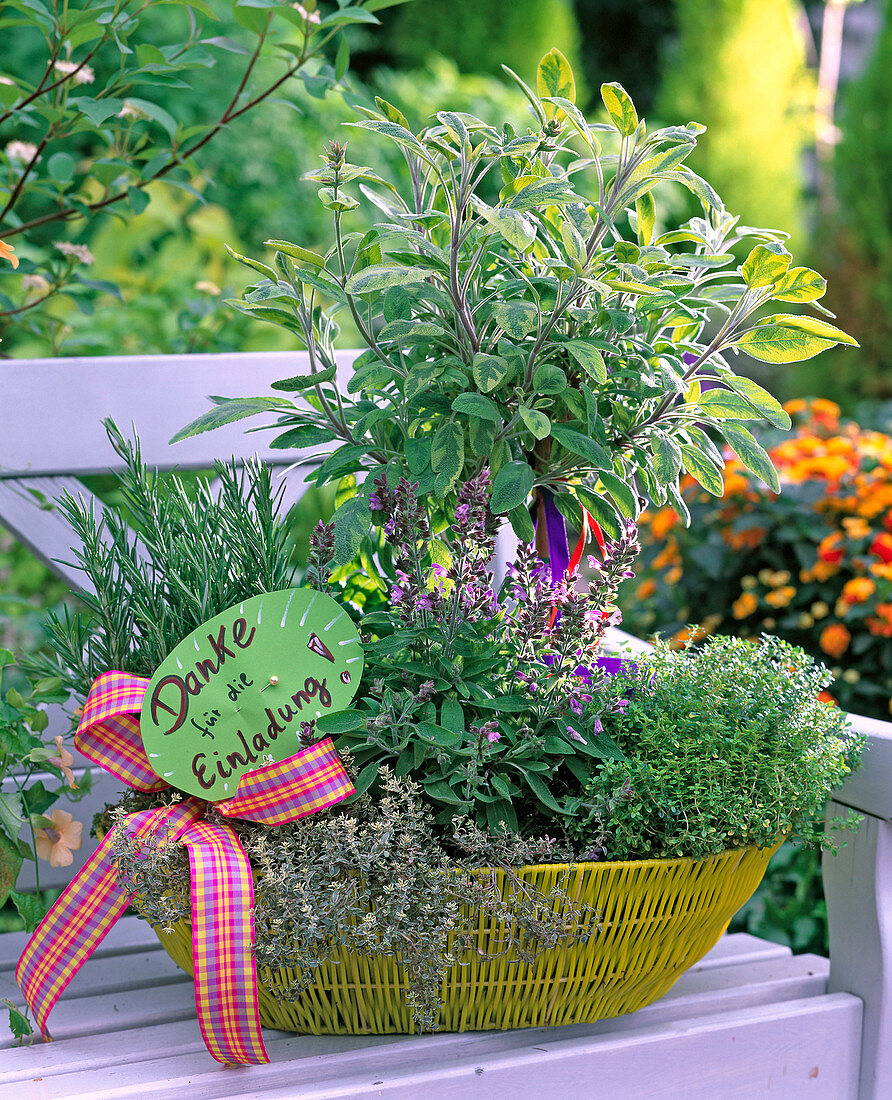 Herb basket on bench with salvia as trunks, rosemary