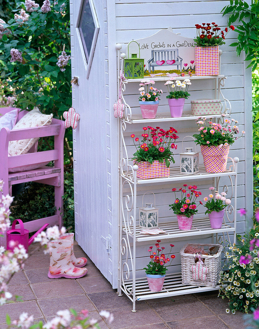 Shelf at tool shed with Bellis (daisy) in pots