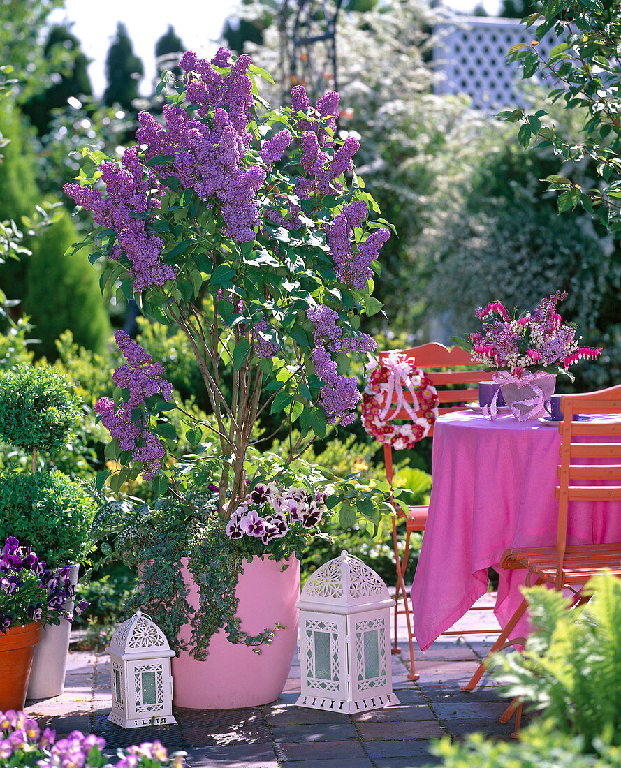 Syringa (lilac), underplanted with Viola (pansy), Hedera (ivy)