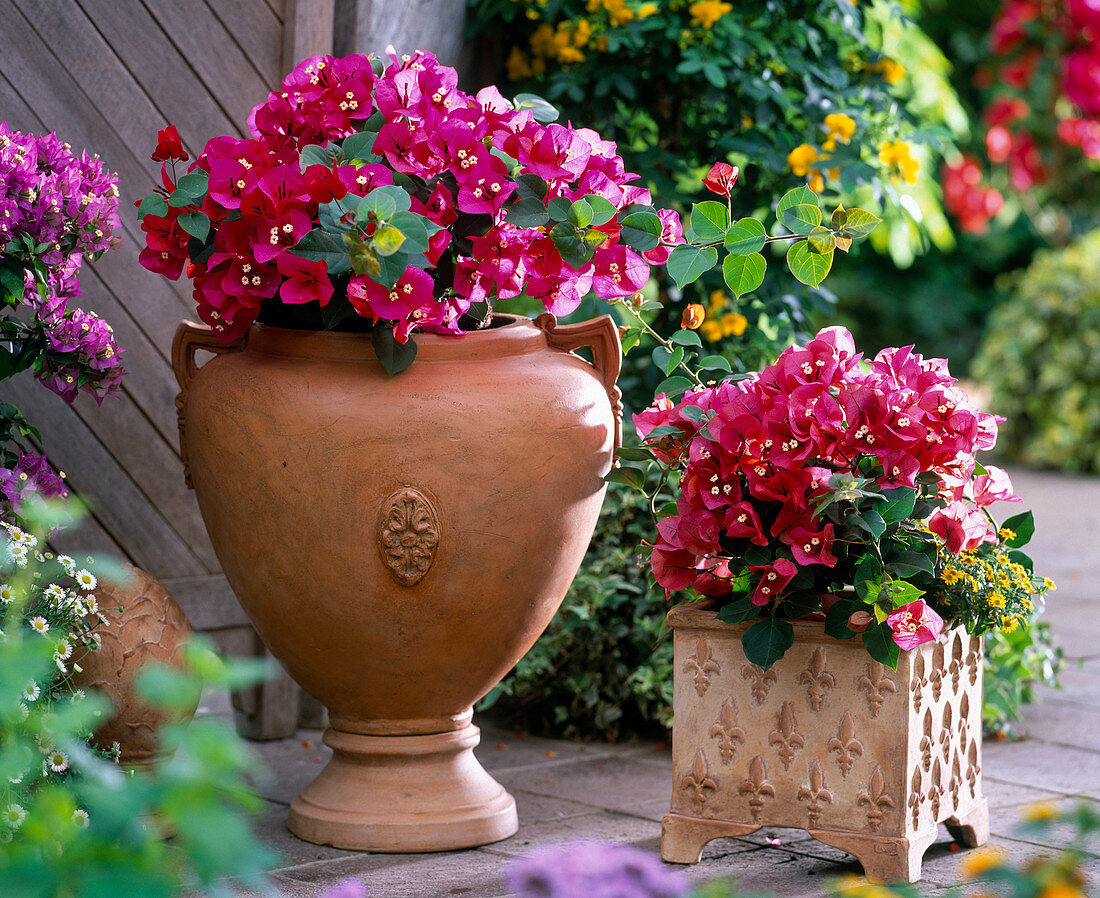 Bougainvillea (Bougainvillea) in terracotta pots on terrace