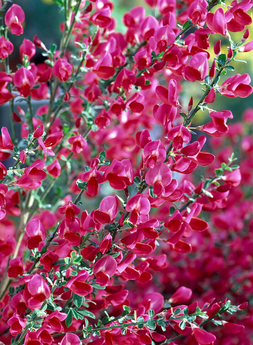 Cytisus 'Boskoop Ruby' (Roter Ginster)