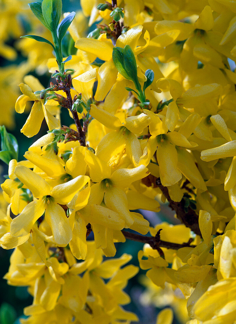 Flowers of Forsythia (Goldilocks)