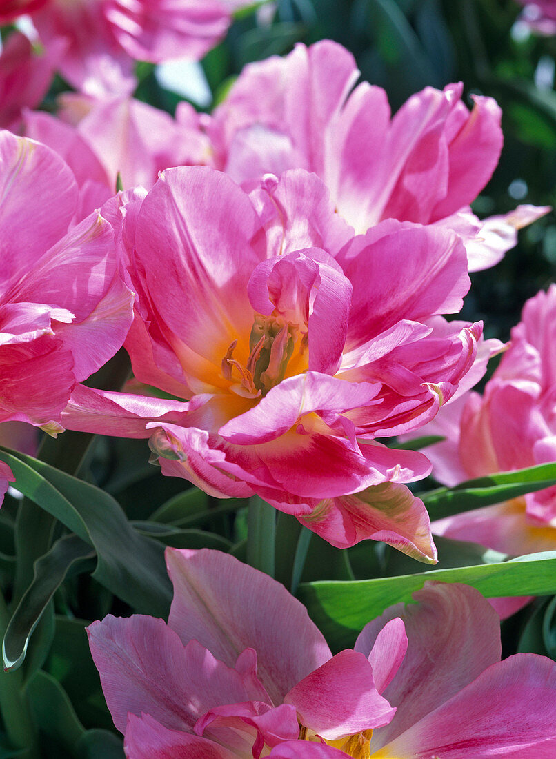 Tulipa 'Peach Blossom' (double tulip)