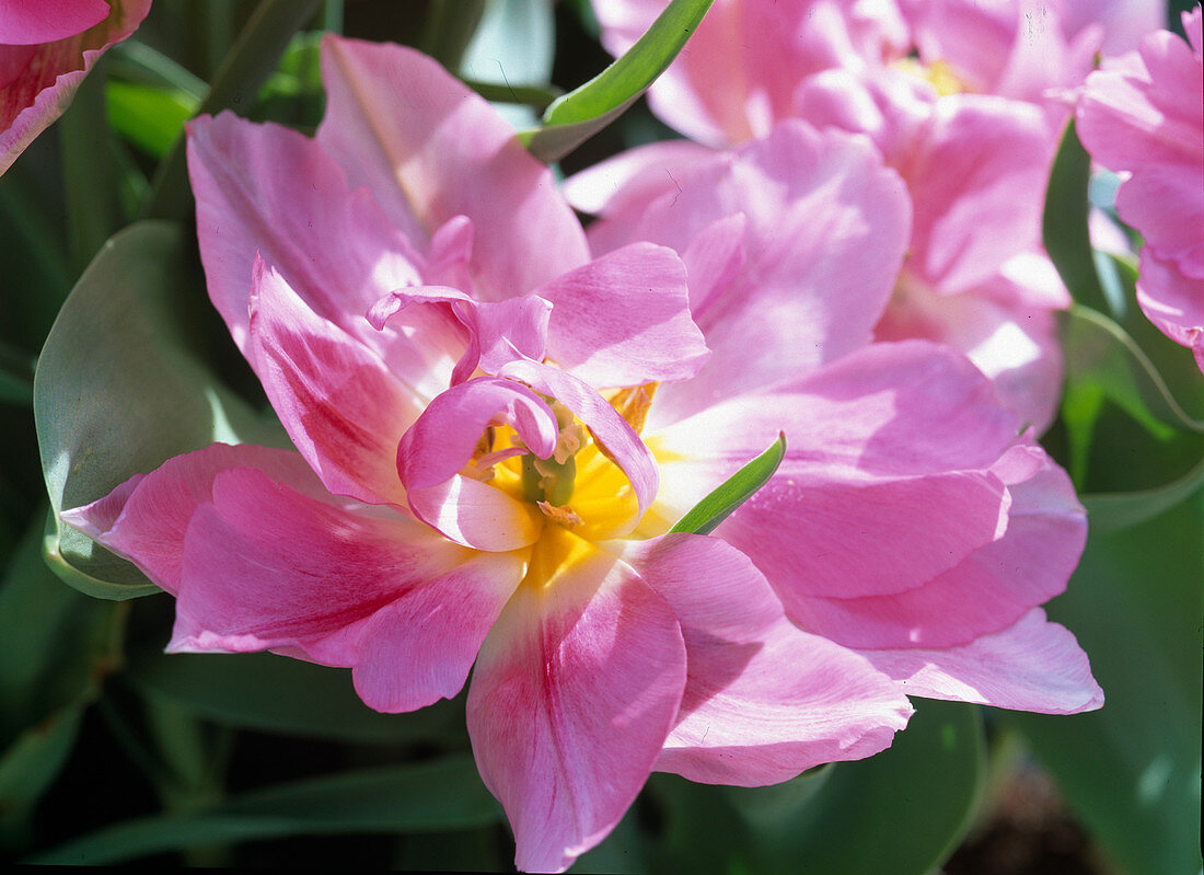 Tulipa 'Peach Blossom' (double tulip)