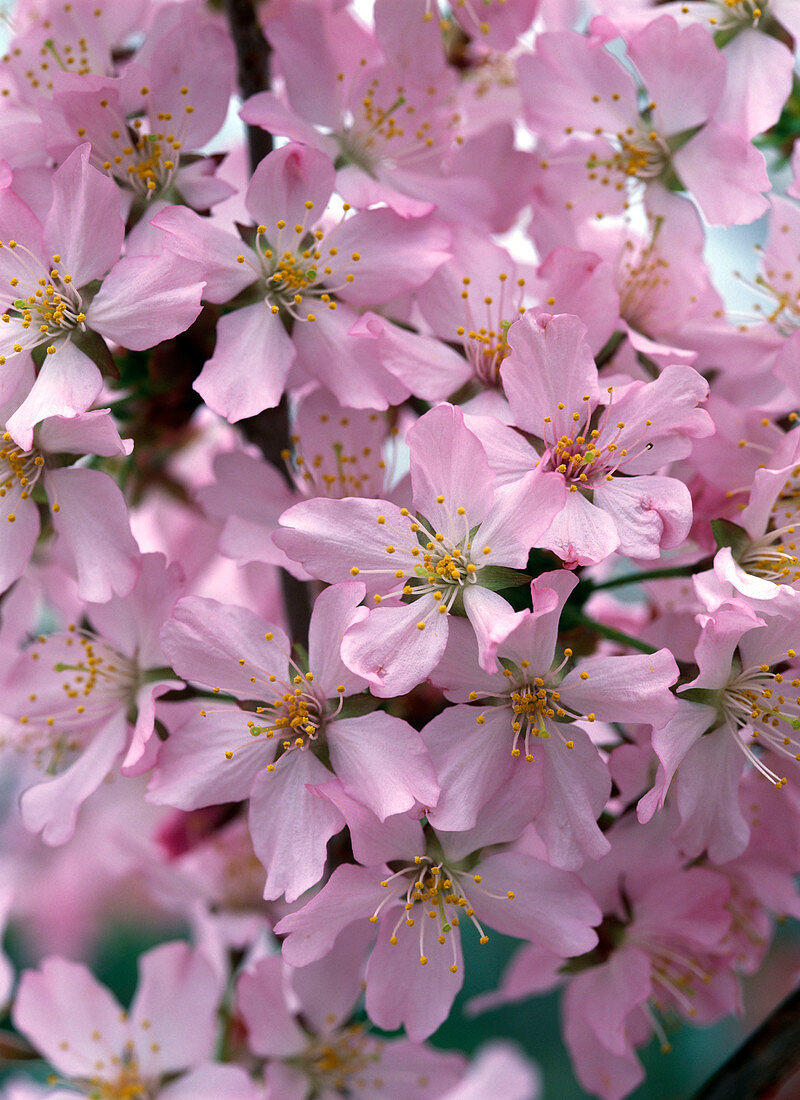 Prunus sargentii (Scharlachkirsche)