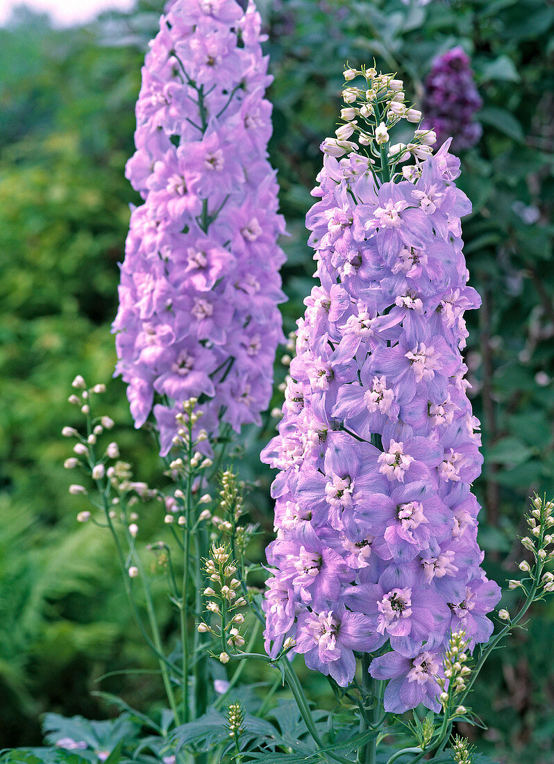 Delphinium 'Magic Fountain Mix' (Larkspur)