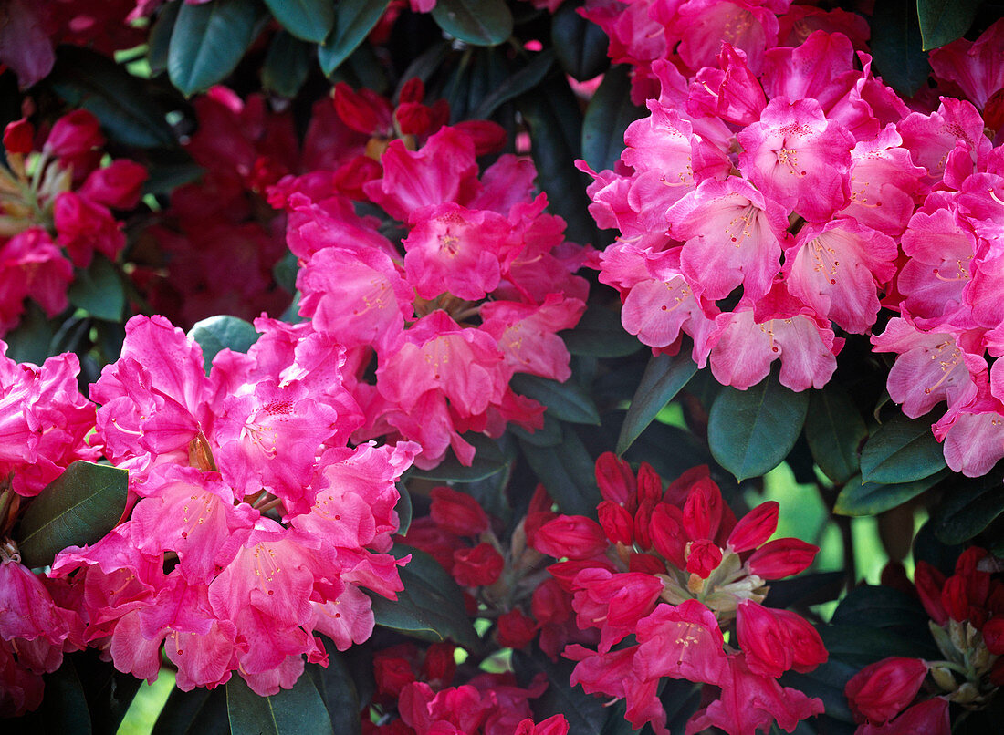 Rhododendron Yakushimanum 'Morgenrot'