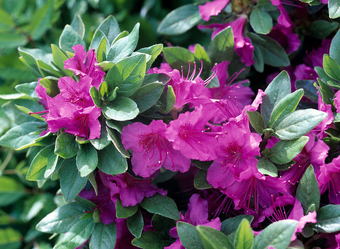 Rhododendron obtusum 'Königstein' (Japanese Azalea)