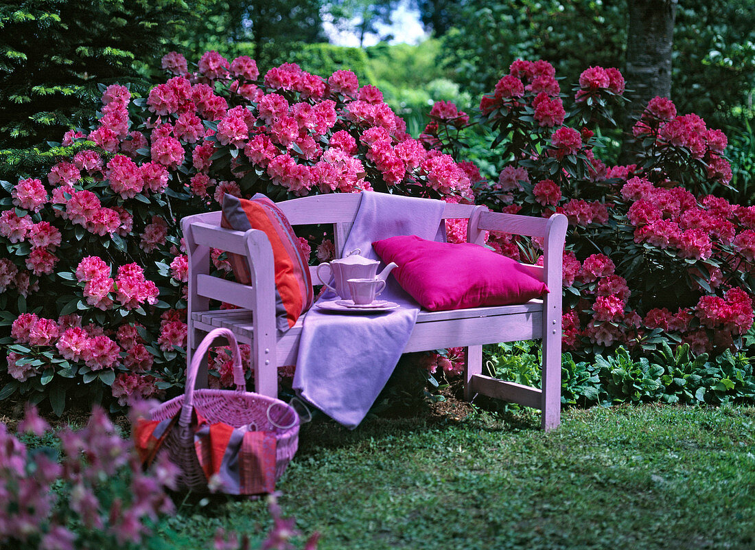 Pink wooden bench in front of flowering rhododendron