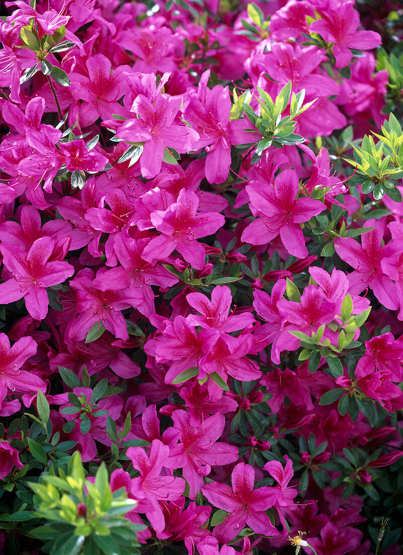 Rhododendron obtusum 'Kermesina' (Japanese Azalea)