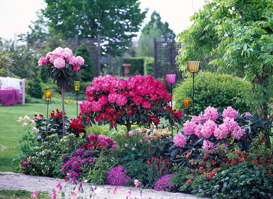 Rhododendron 'Dawn Red' 'Tina Heinje' 'Scintillation' 'Red Jack'