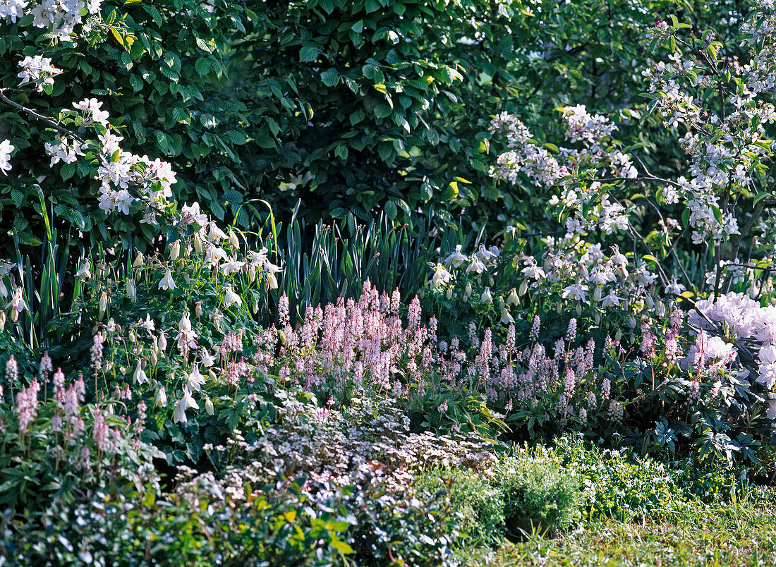 White spring floower bed