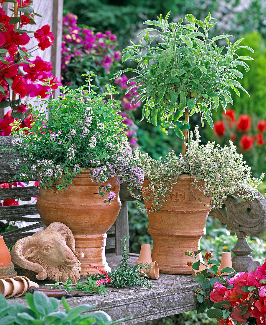 Herbs in hand-made ceramics