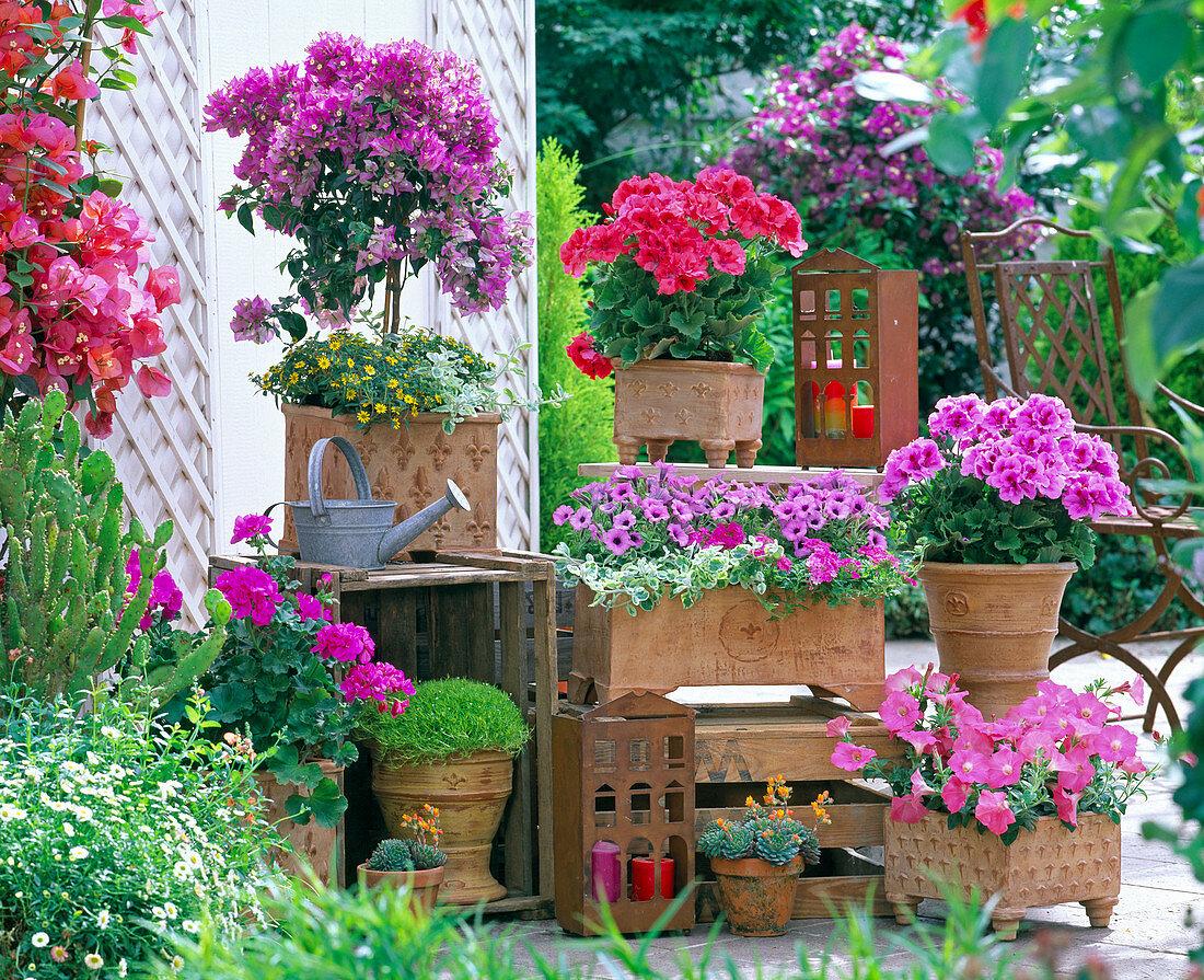 Bougainvillea, Pelargonium und Petunia in handgetöpferter Keramik