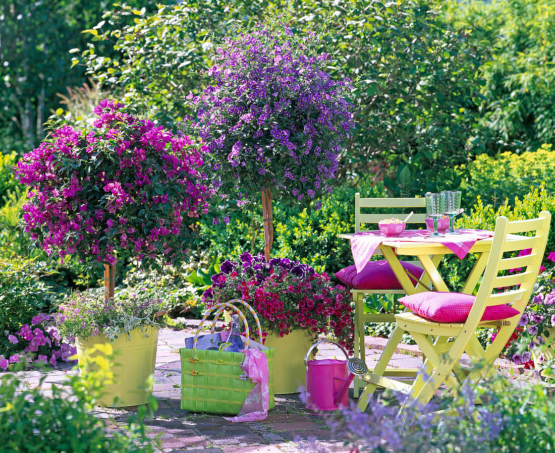 Solanum syn. lycianthes (gentian tree), underplanting bougainvillea