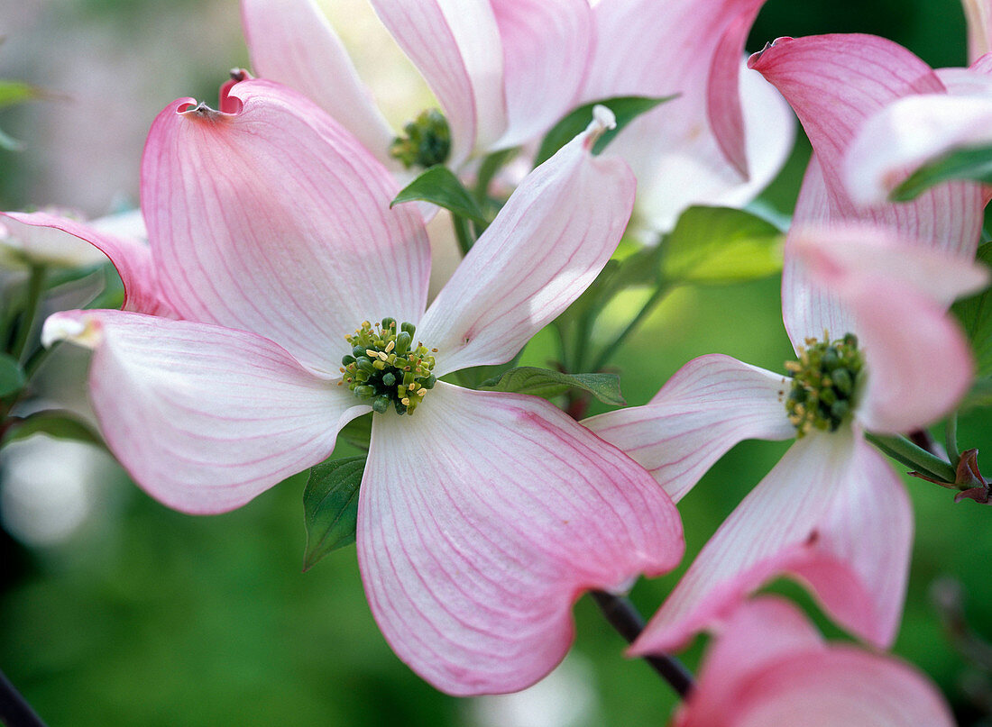 Cornus florida 'Cherokee Chief' (Amerikanischer Blumenhartriegel)