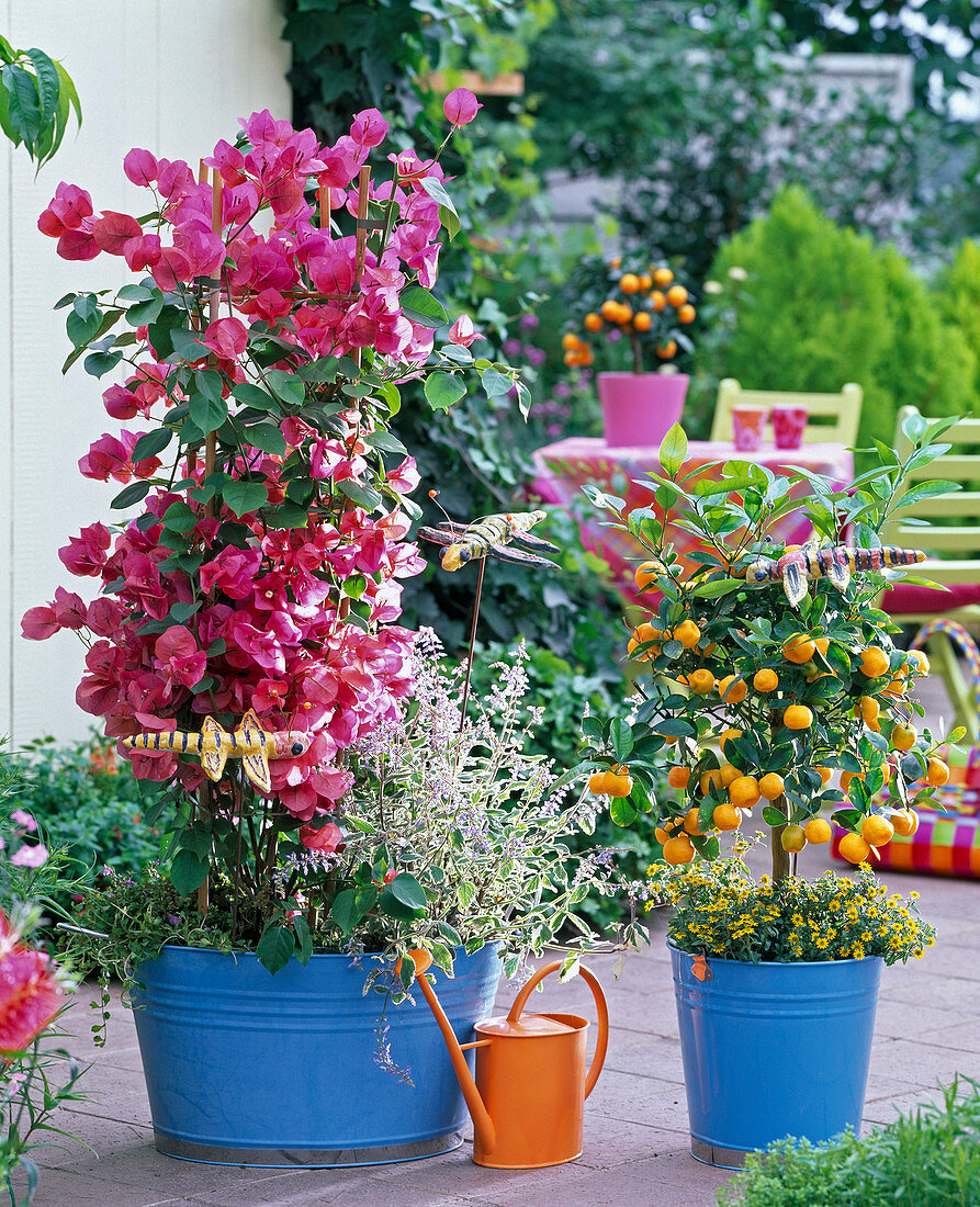 Bougainvillea am Spalier unterpflanzt mit Plectranthus