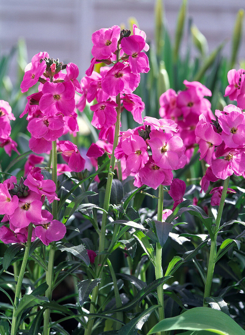 Erysimum 'Winter Joy' (Golden violet)