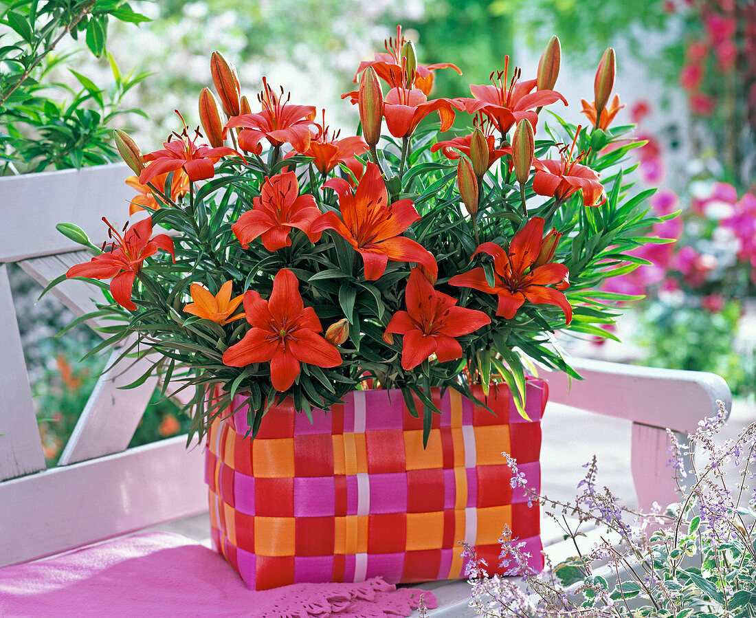 Lilium 'Red Dwarf' (lily) in a colorful wicker basket